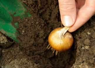 Come coltivare i bulbi 712 0 038 Come coltivare i bulbi